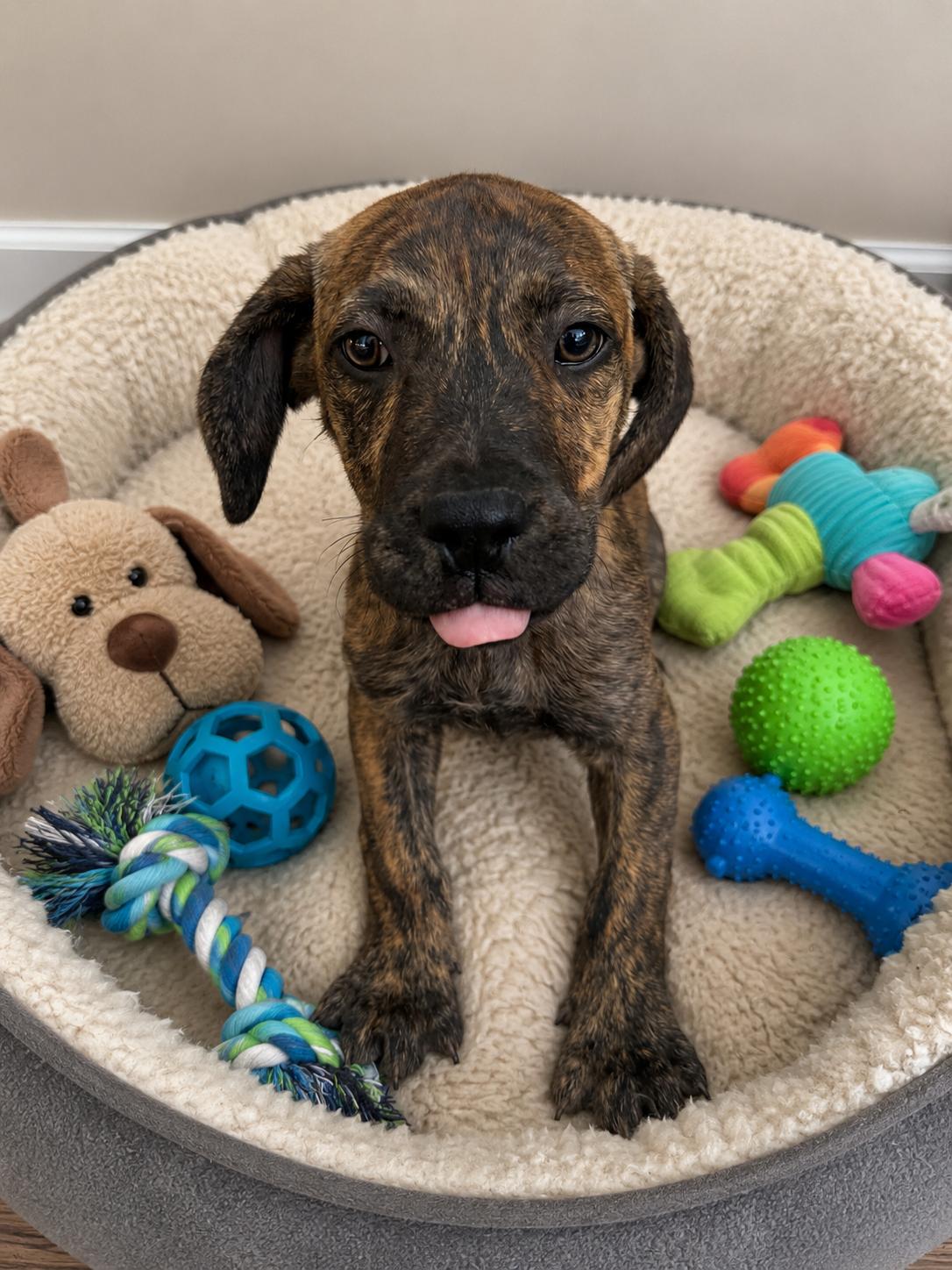 Jinx, ADOPTABLE, Puppy Male Black Mouth Cur & Plott Hound.