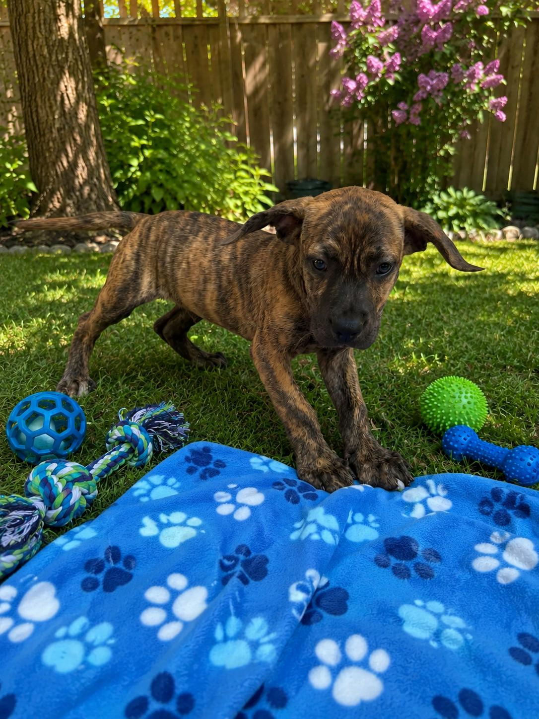 Jinx, a ADOPTABLE mixed breed in Wanaque, NJ image 2/3