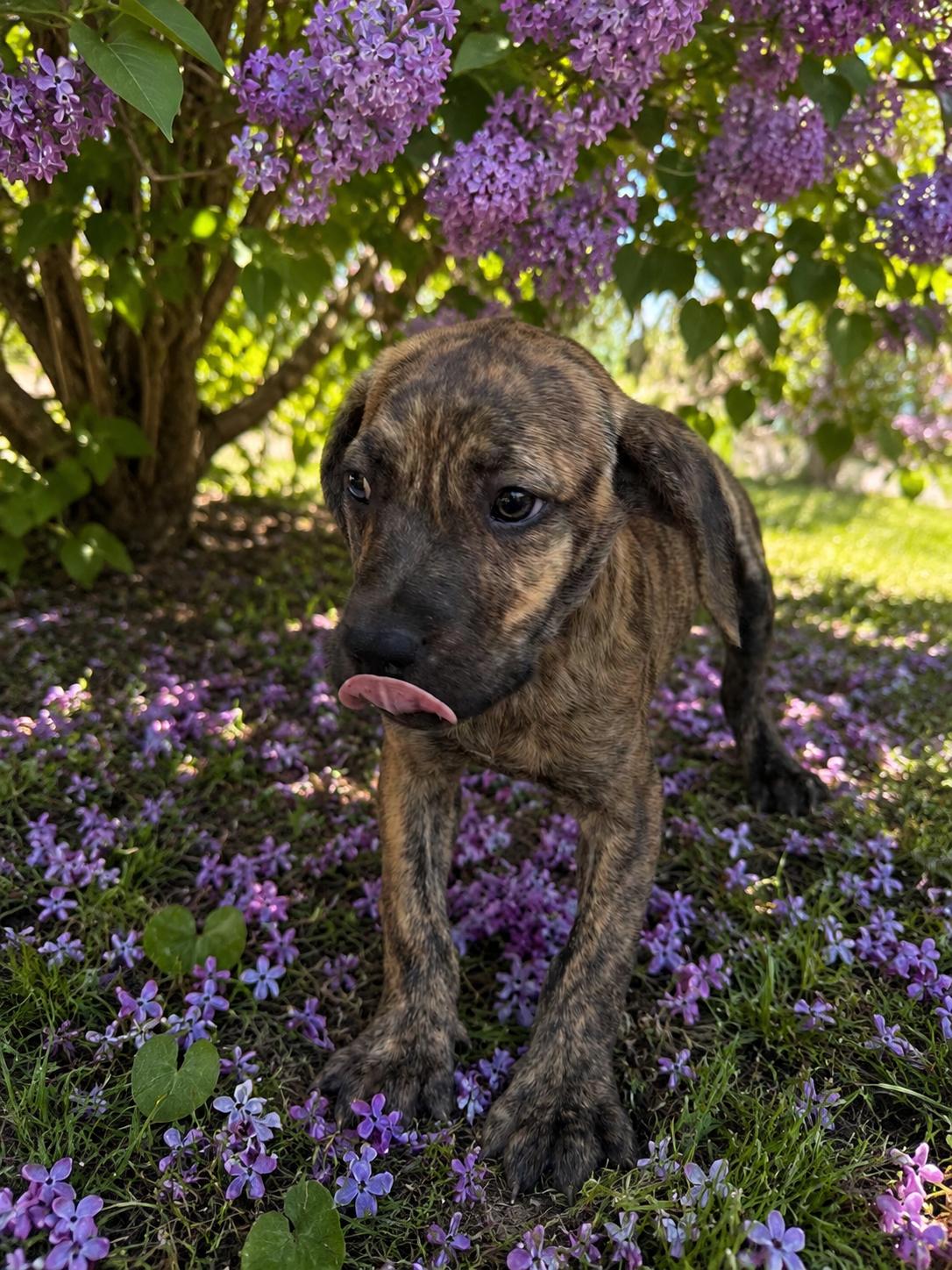 Jinx, a ADOPTABLE mixed breed in Wanaque, NJ image 3/3