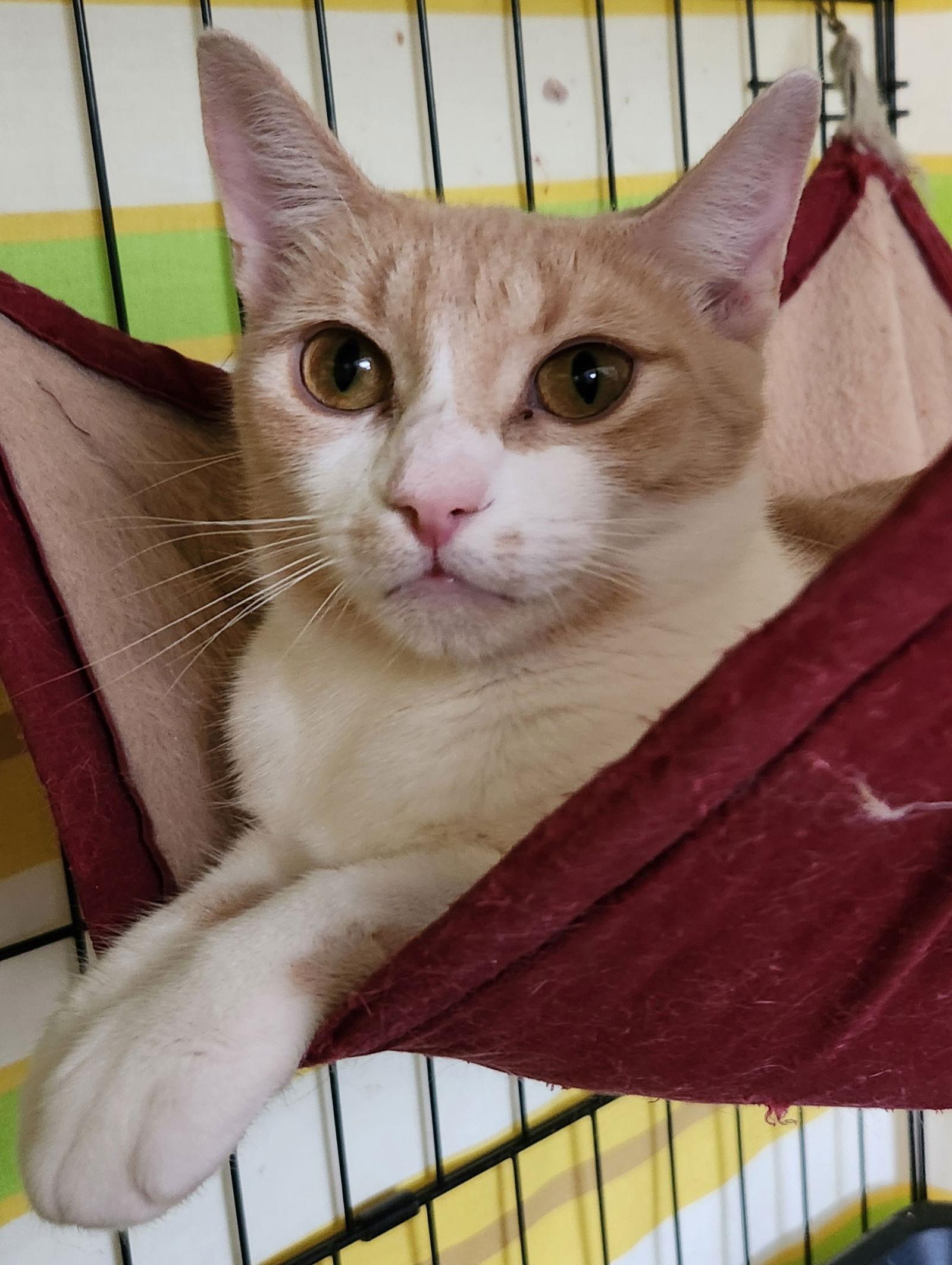 Enlarge Mama, a Adoptable Domestic Short Hair in Furlong, PA image 1/3