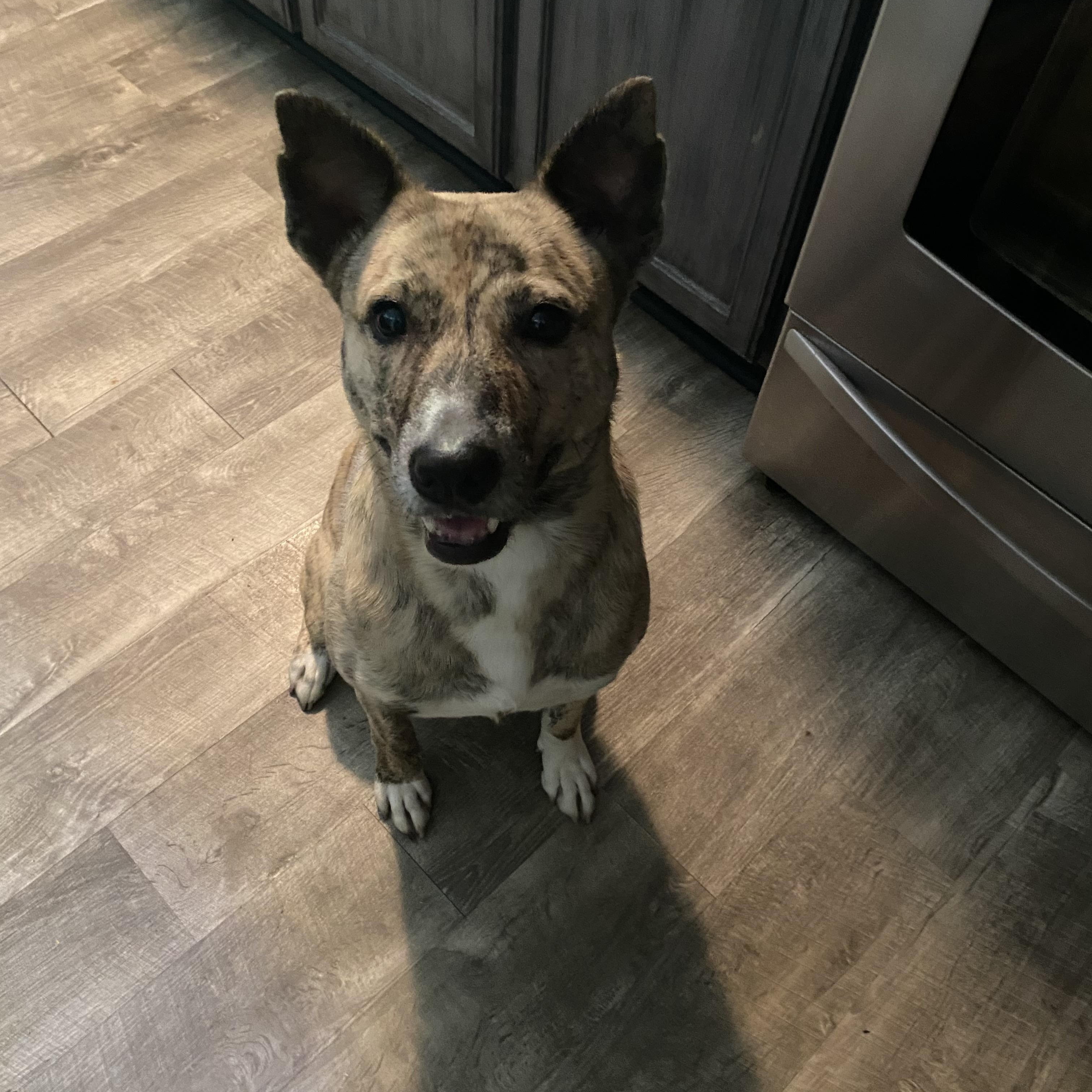 Raja, Adoptable, Adult Female Retriever.