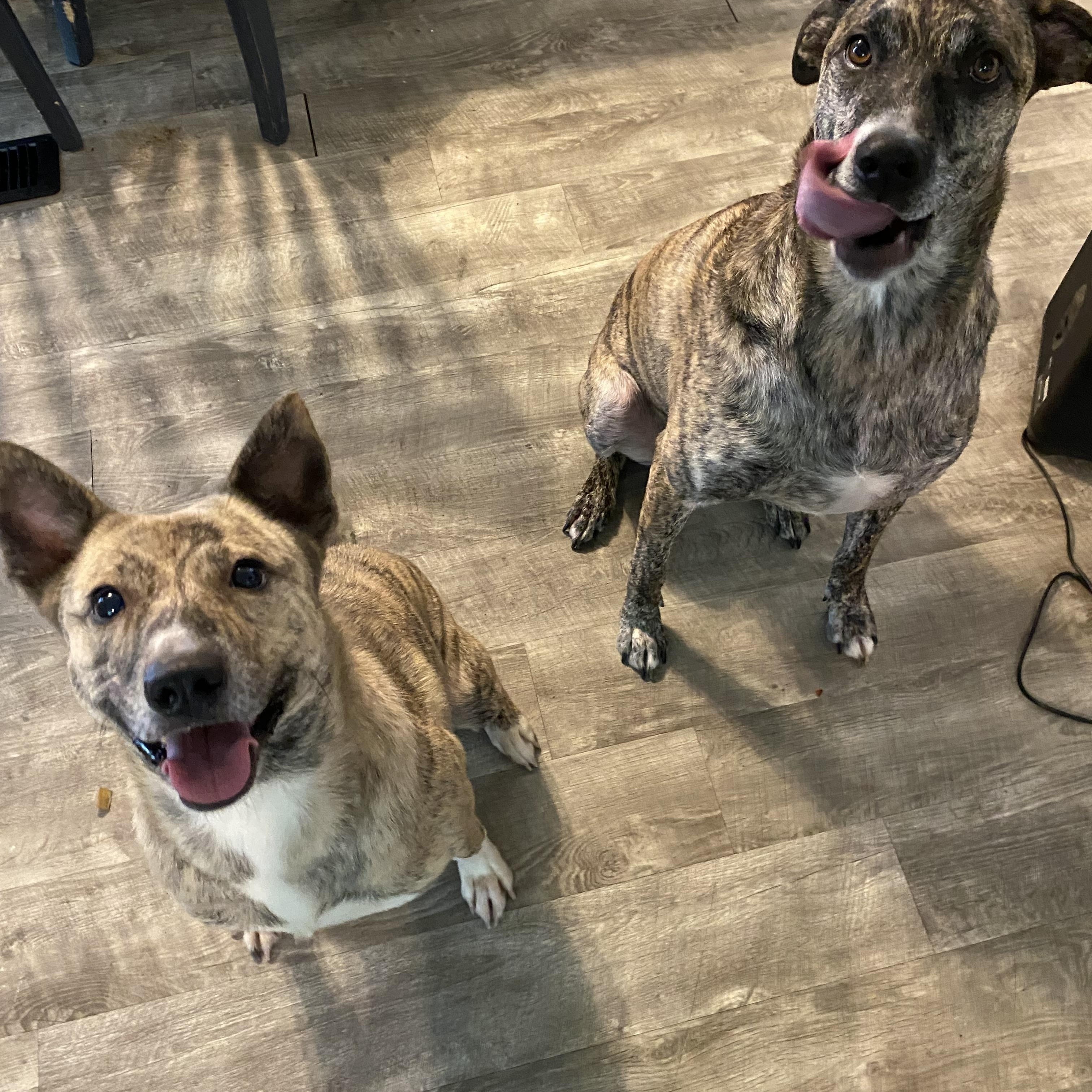 Enlarge Raja, a Adoptable mixed breed in Sanford, NC image 2/4