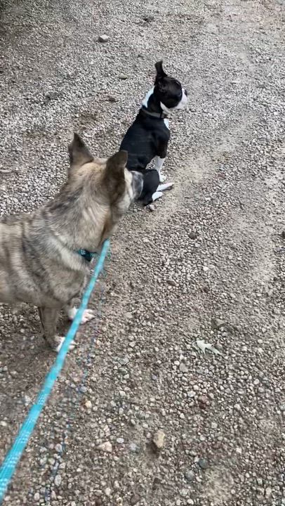 Enlarge Raja, a Adoptable mixed breed in Sanford, NC video 4/4