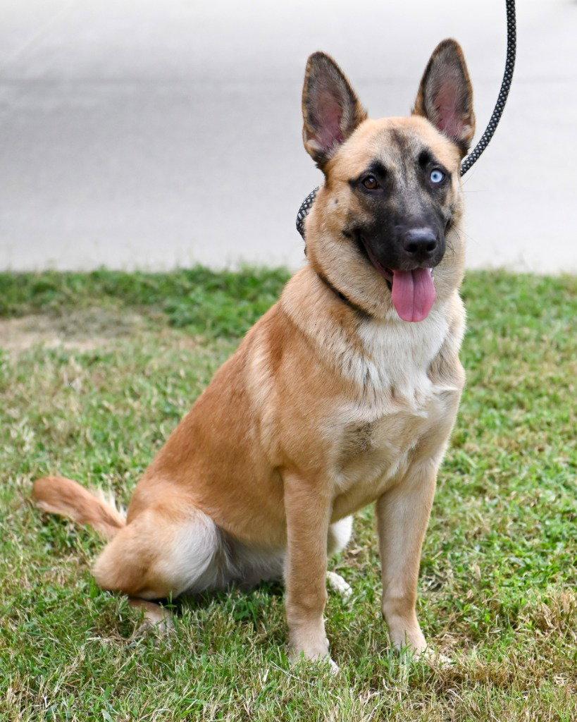 Enlarge DA 3 Athena, a Adoptable mixed breed in Glen Allen, VA image 1/3