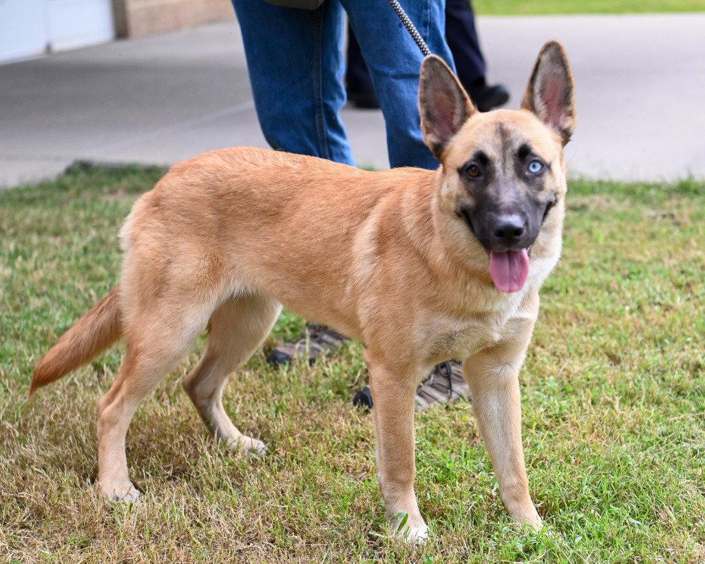 Enlarge DA 3 Athena, a Adoptable mixed breed in Glen Allen, VA image 2/3