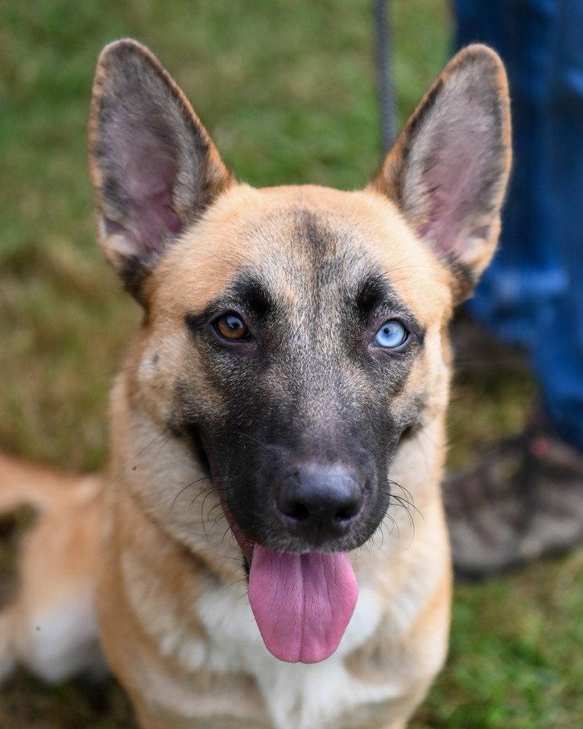 Enlarge DA 3 Athena, a Adoptable mixed breed in Glen Allen, VA image 3/3