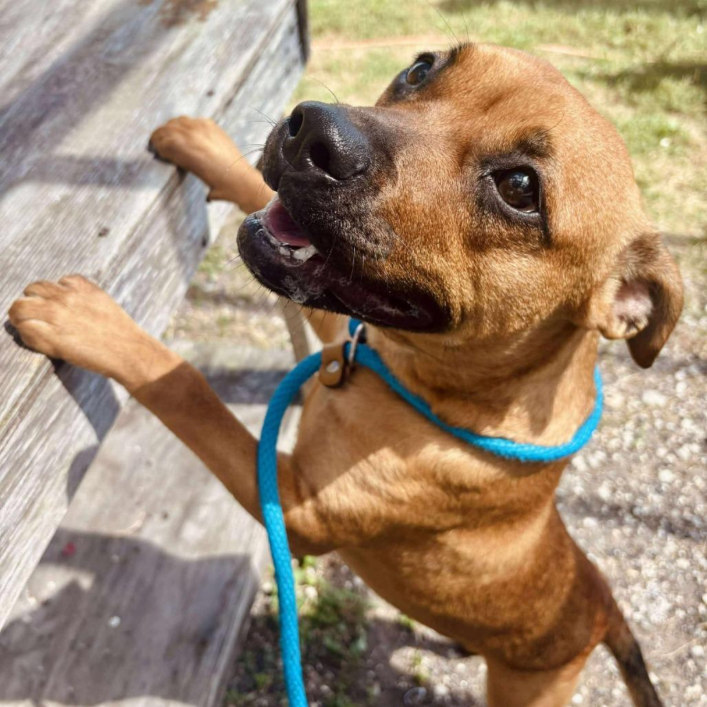 Gracious Pink, Adoptable, Young Female Mixed Breed.