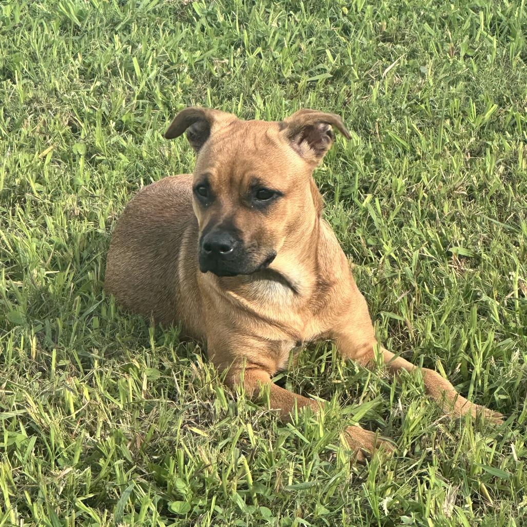 Enlarge Gracious Pink, a Adoptable Mixed Breed in Dickinson, TX image 2/6