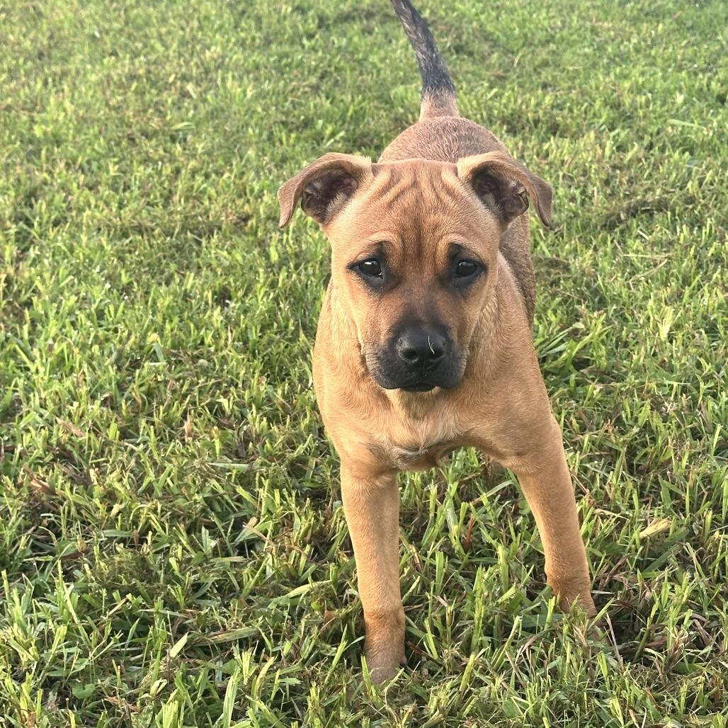 Enlarge Gracious Pink, a Adoptable Mixed Breed in Dickinson, TX image 3/6