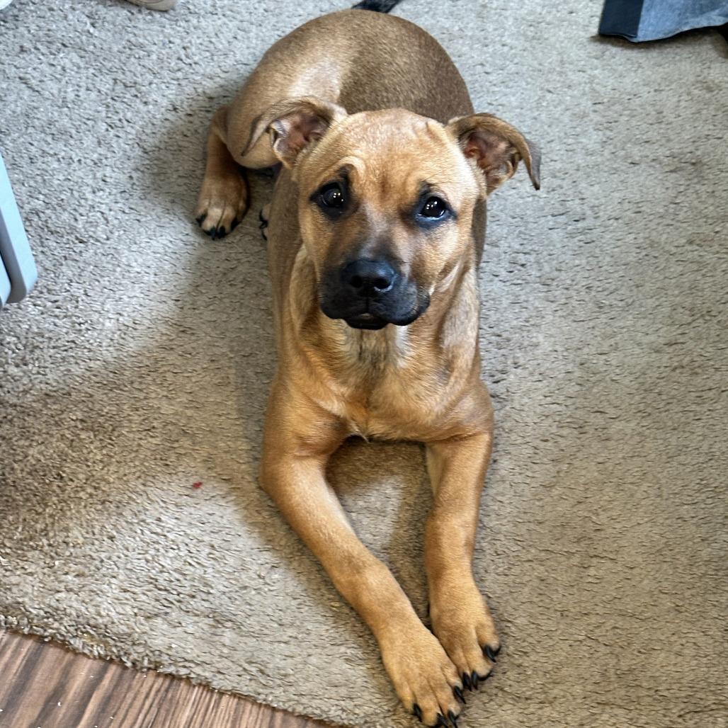 Enlarge Gracious Pink, a Adoptable Mixed Breed in Dickinson, TX image 4/6