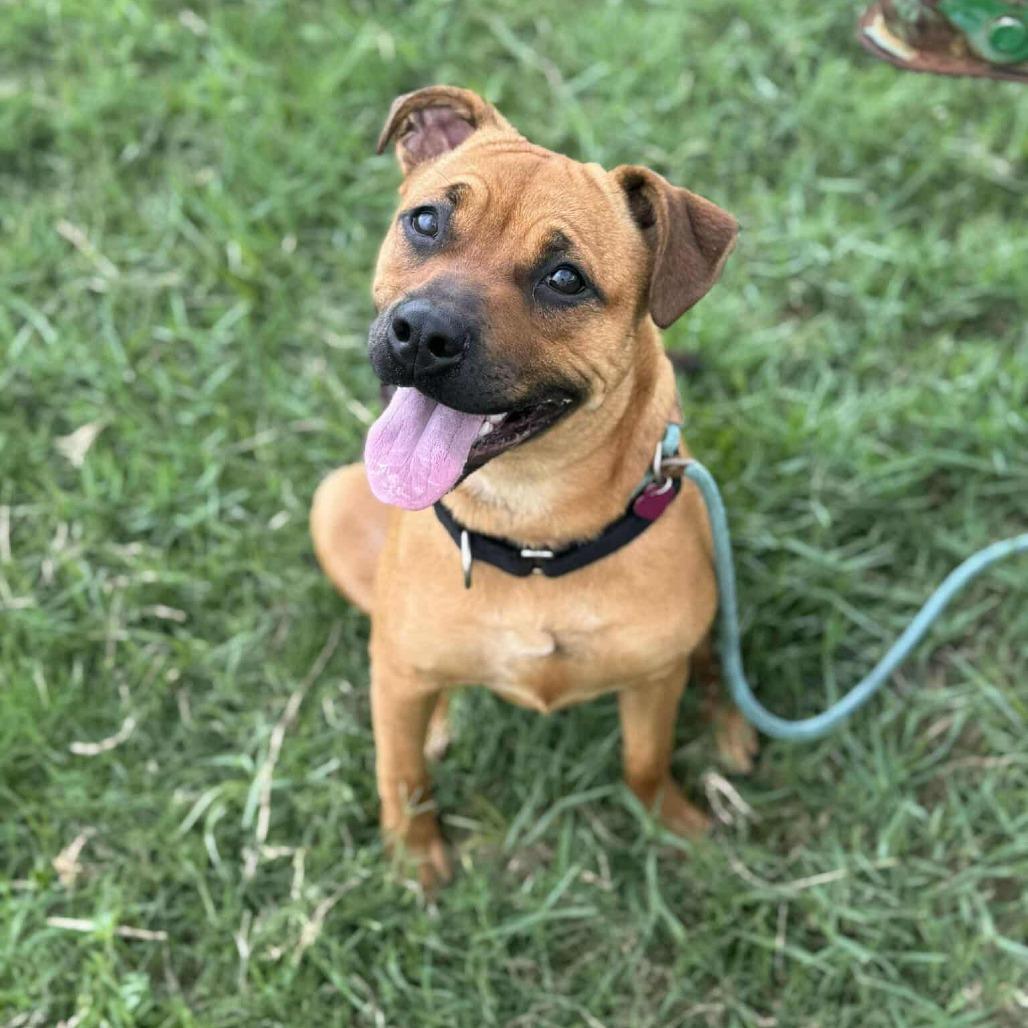 Enlarge Gracious Pink, a Adoptable Mixed Breed in Dickinson, TX image 5/6