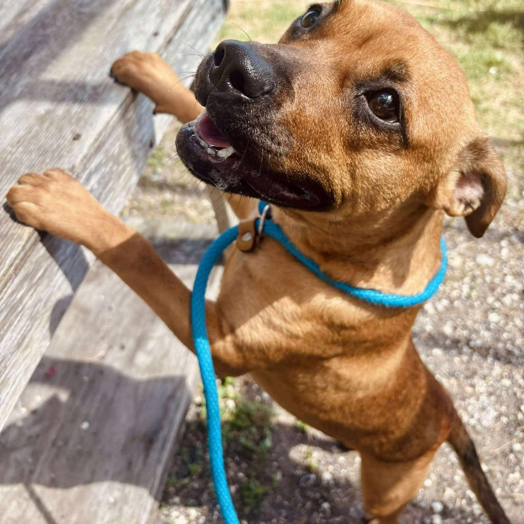 Enlarge Gracious Pink, a Adoptable Mixed Breed in Dickinson, TX image 6/6