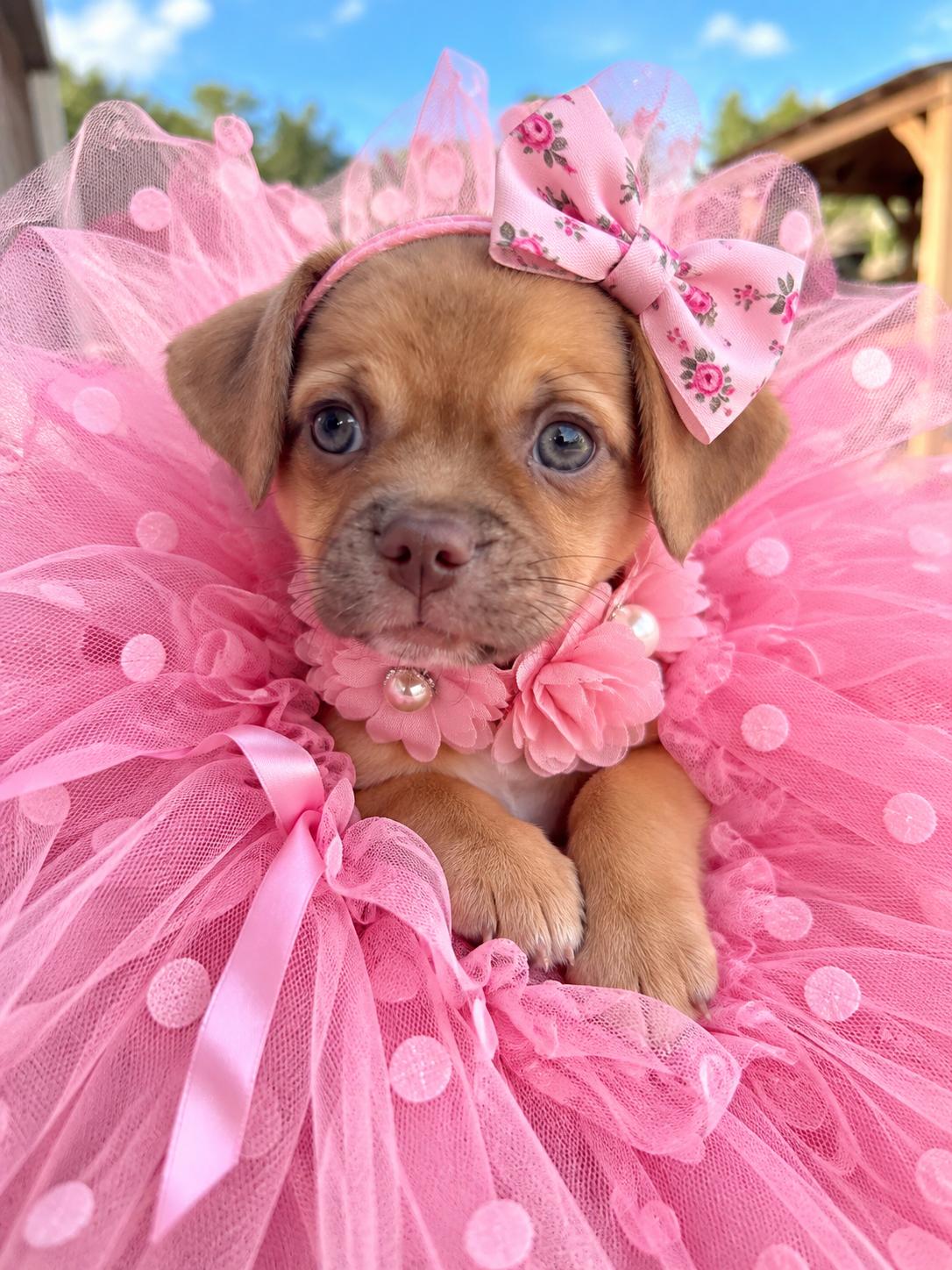 Tilly, Adoptable, Puppy Female Pug & Border Terrier.