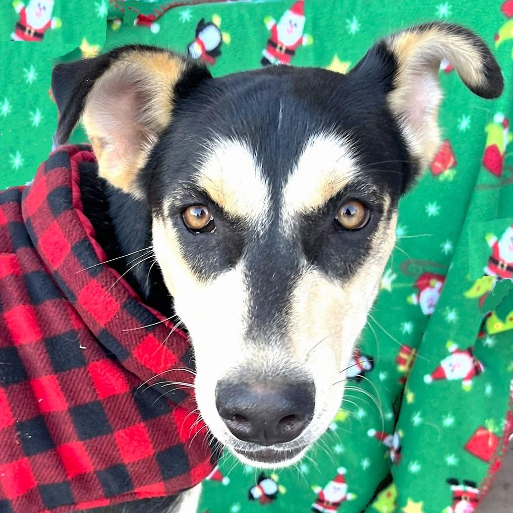 Beignet, Adoptable, Young Female Shepherd & Husky.