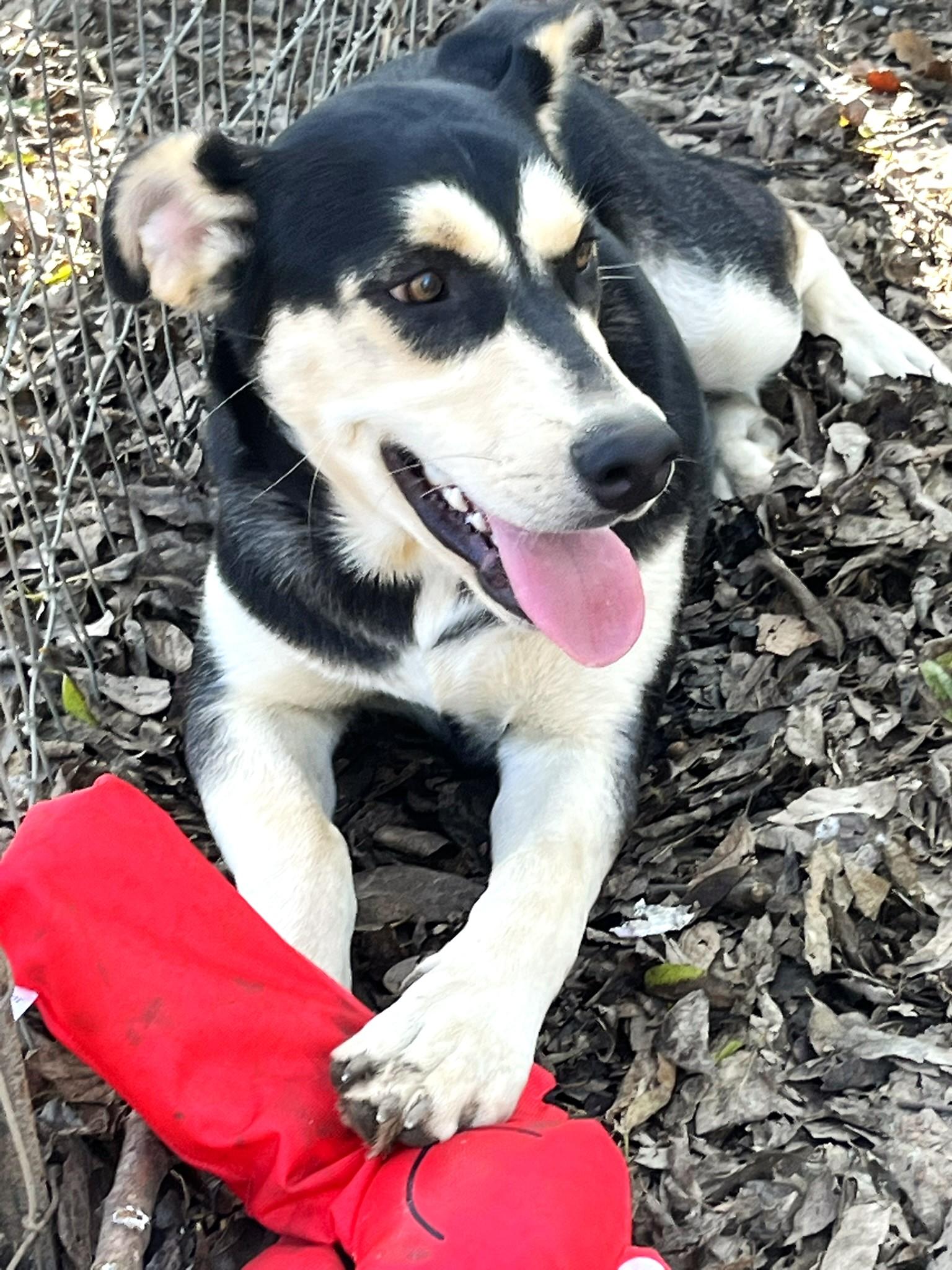 Beignet, a Adoptable mixed breed in Godley, TX image 6/6