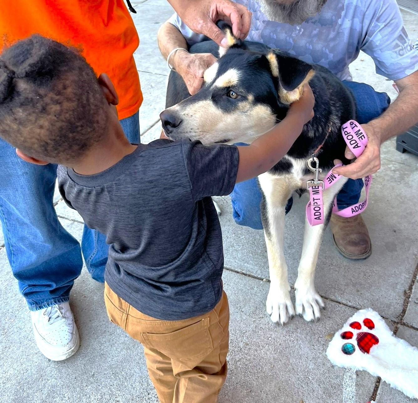 Beignet, a Adoptable mixed breed in Godley, TX image 4/6