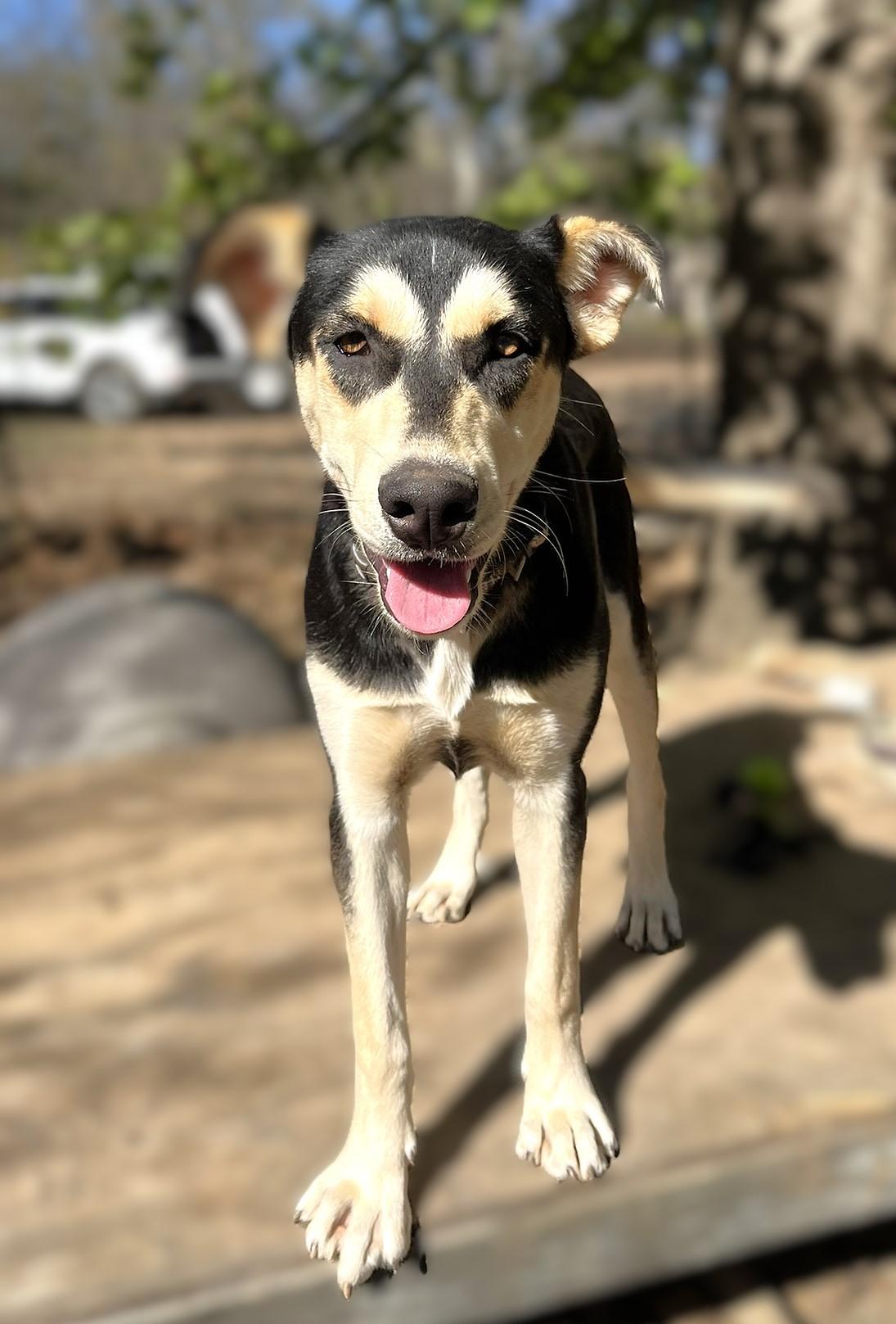 Beignet, a Adoptable mixed breed in Godley, TX image 2/6