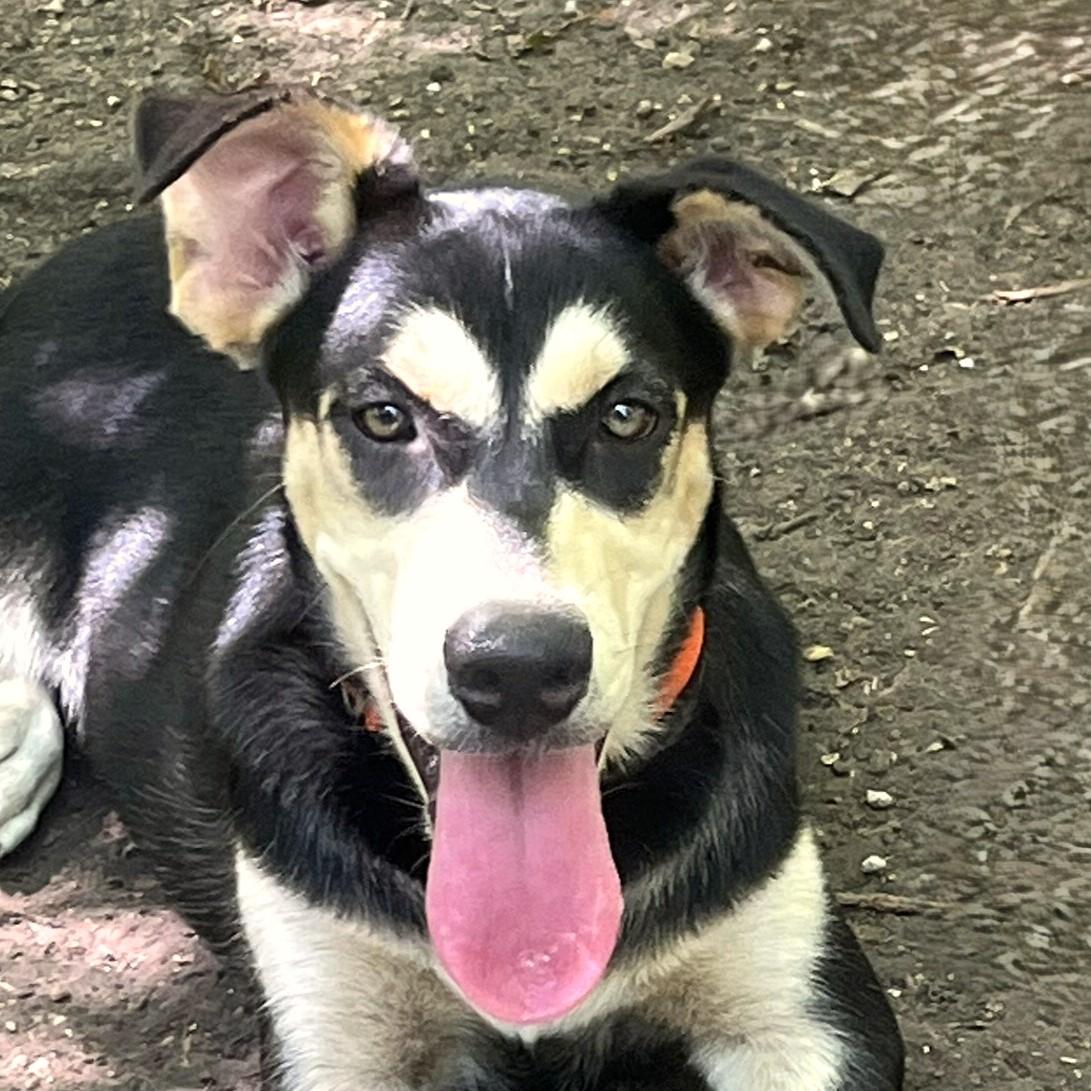 Beignet, a Adoptable mixed breed in Godley, TX image 5/6