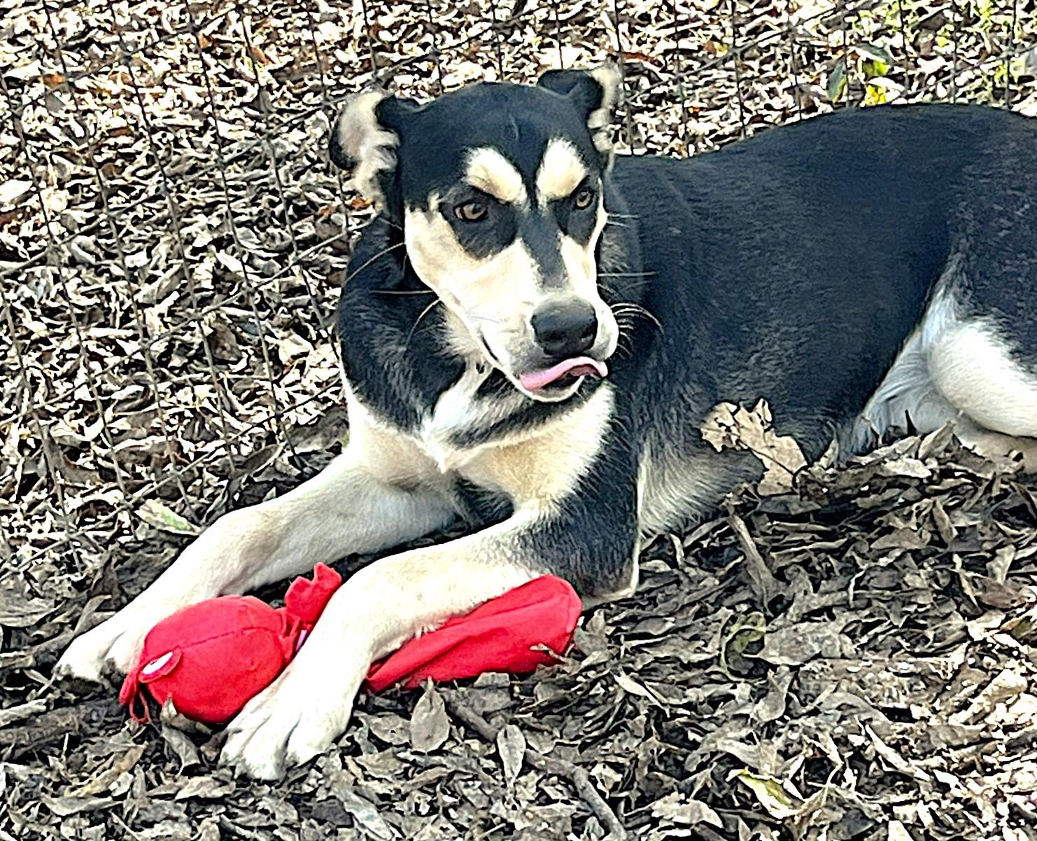 Beignet, a Adoptable mixed breed in Godley, TX image 3/6