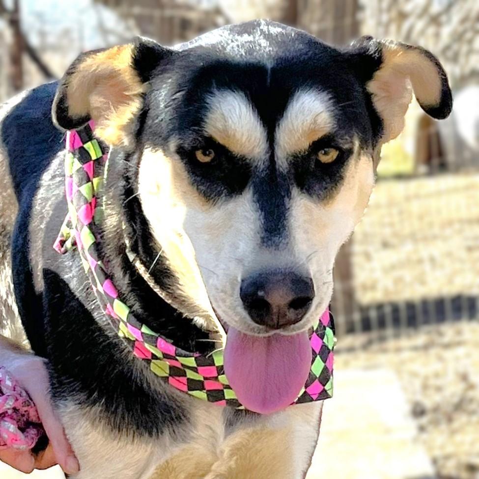 Enlarge Beignet, a Adoptable mixed breed in Godley, TX image 1/6