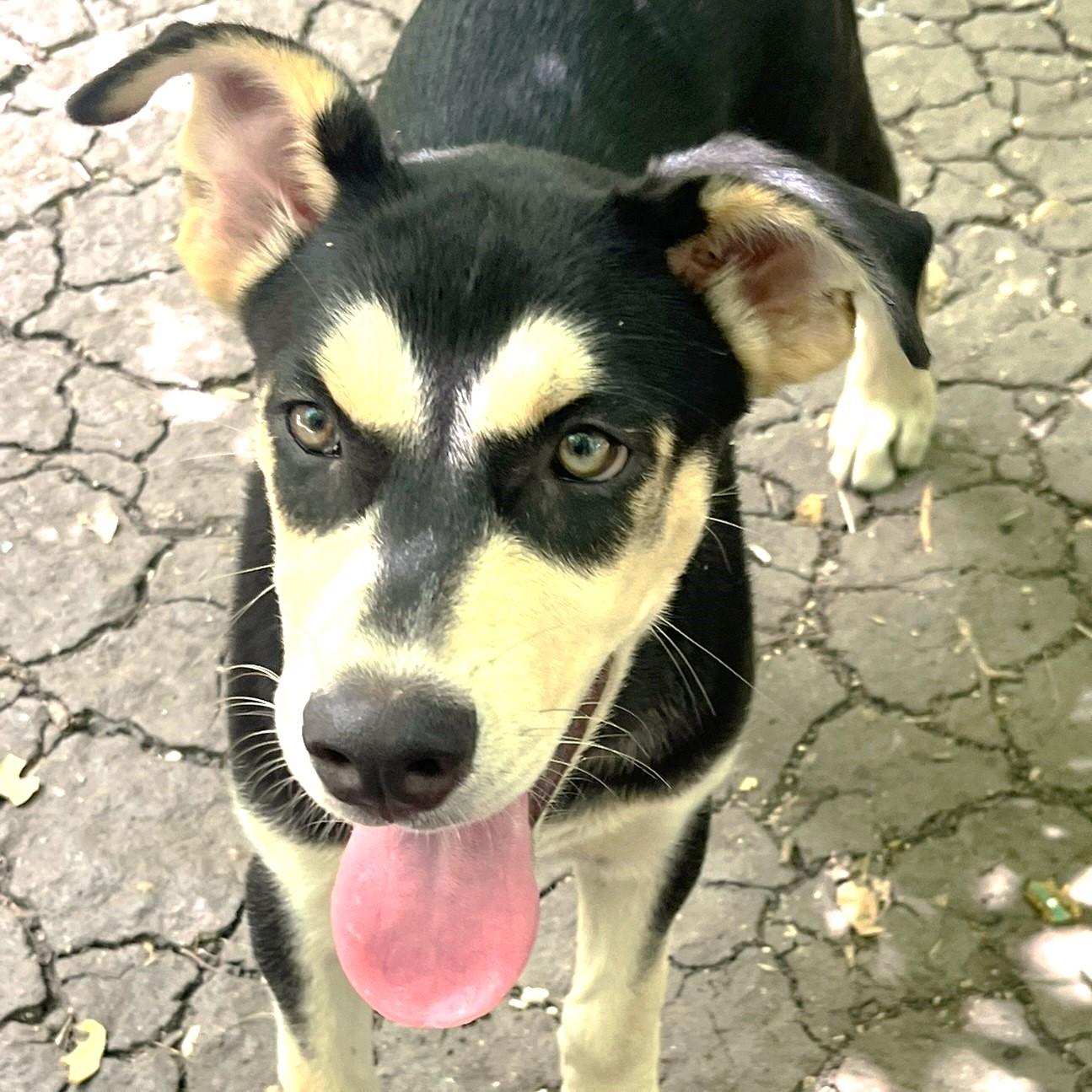 Beignet