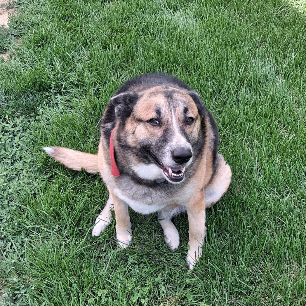 Torvi, Adoptable, Adult Female German Shepherd Dog & Husky.