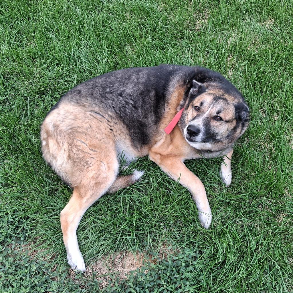 Enlarge Torvi, a Adoptable mixed breed in Columbia, IL image 2/3