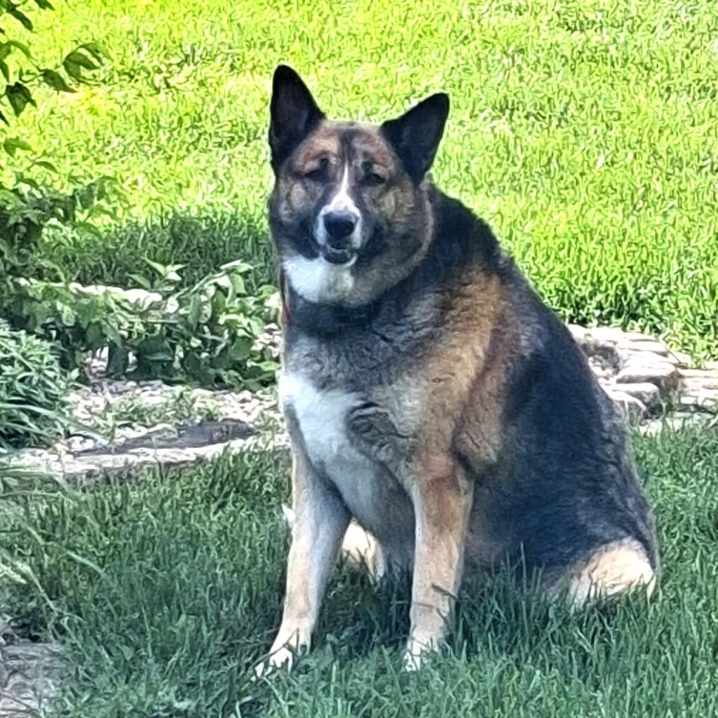 Enlarge Torvi, a Adoptable mixed breed in Columbia, IL image 3/3