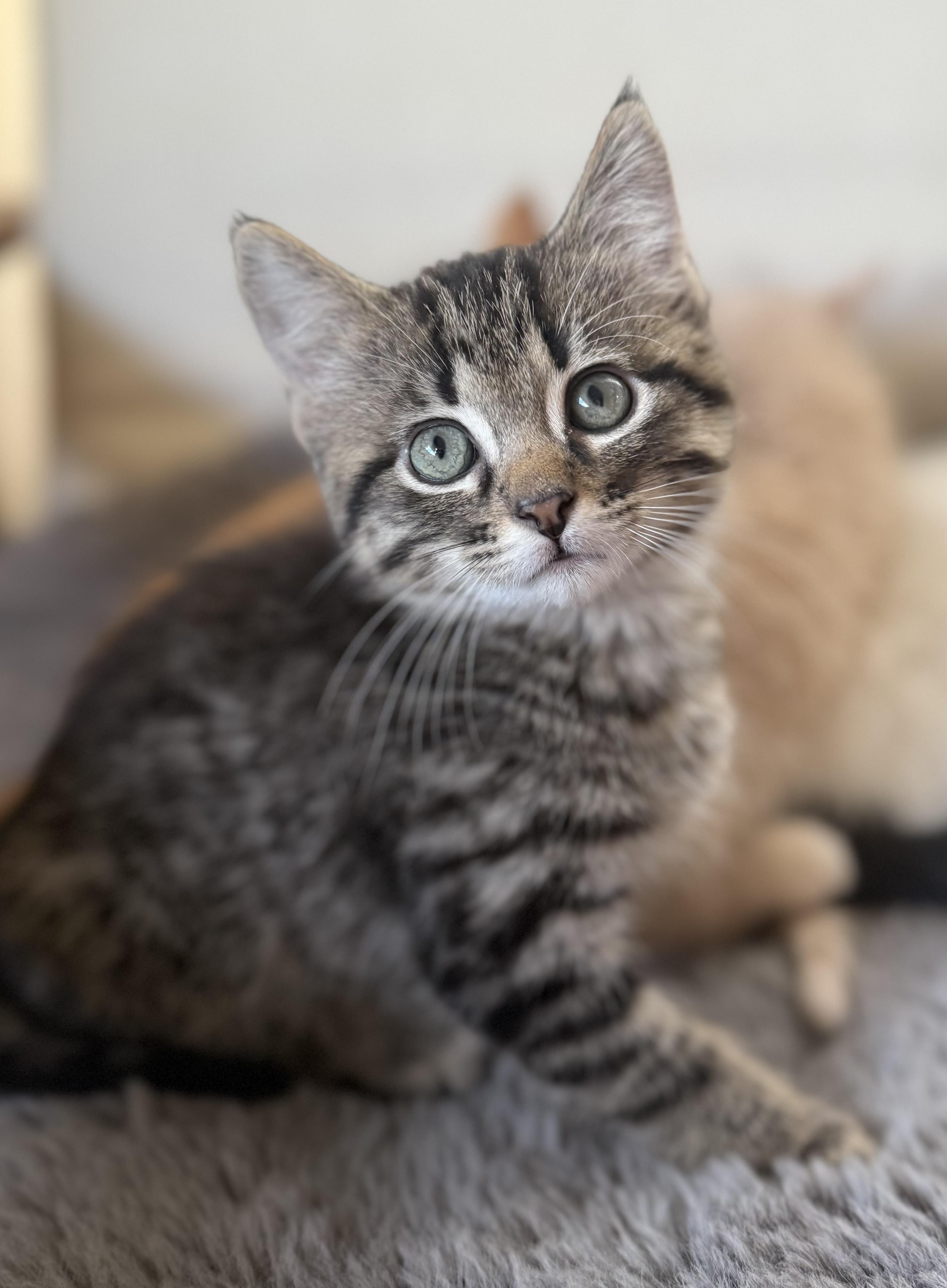 Enlarge Pascal, an adoption pending Domestic Short Hair in Minneapolis, MN image 1/5