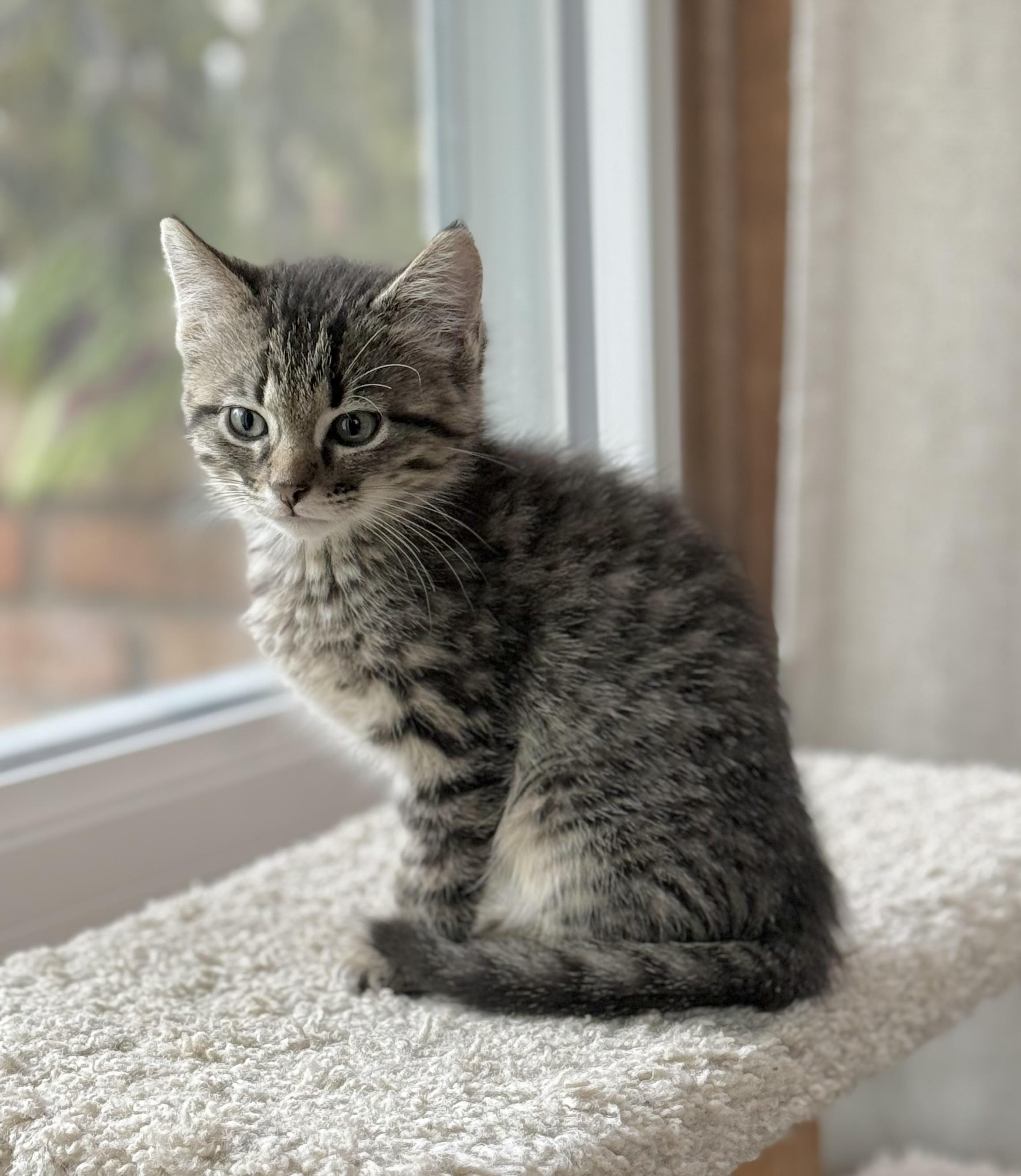 Enlarge Pascal, an adoption pending Domestic Short Hair in Minneapolis, MN image 4/5