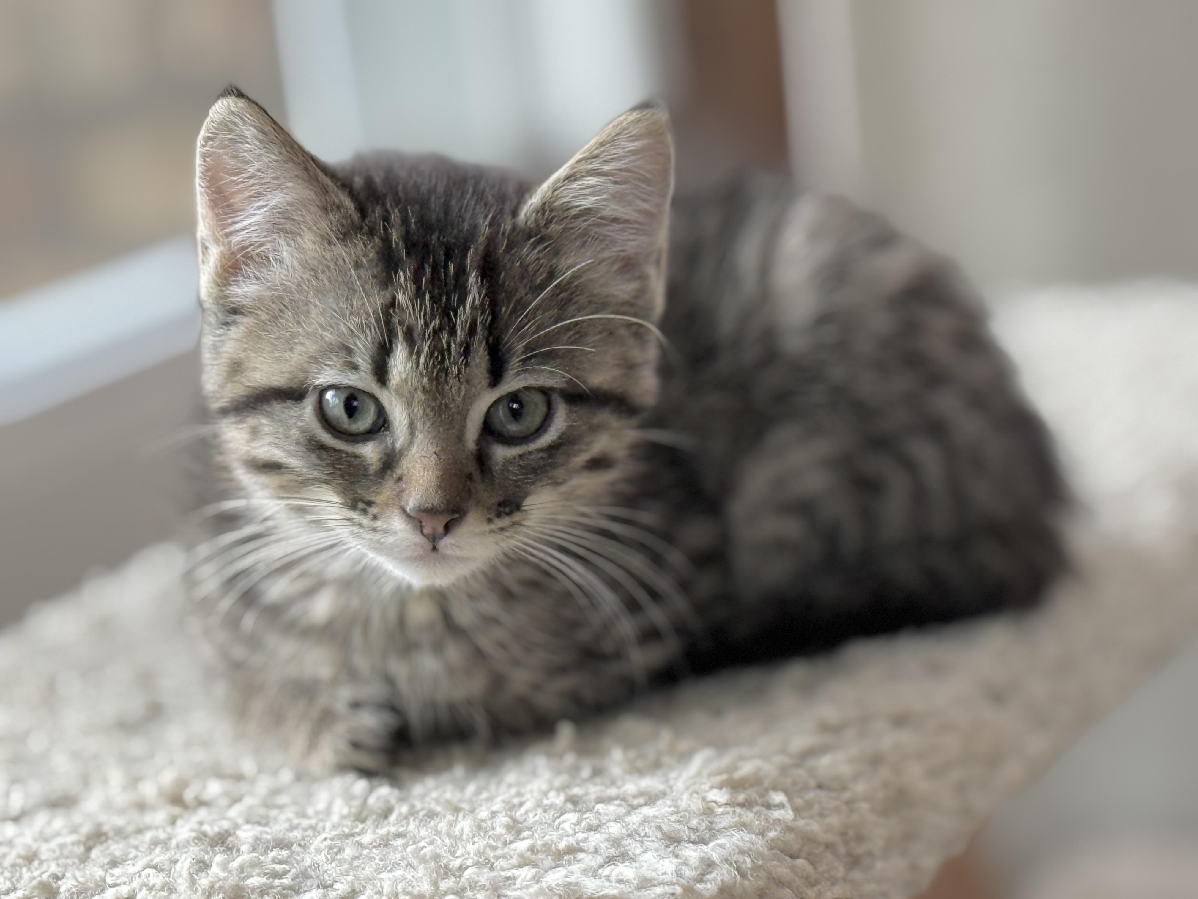 Enlarge Pascal, an adoption pending Domestic Short Hair in Minneapolis, MN image 5/5