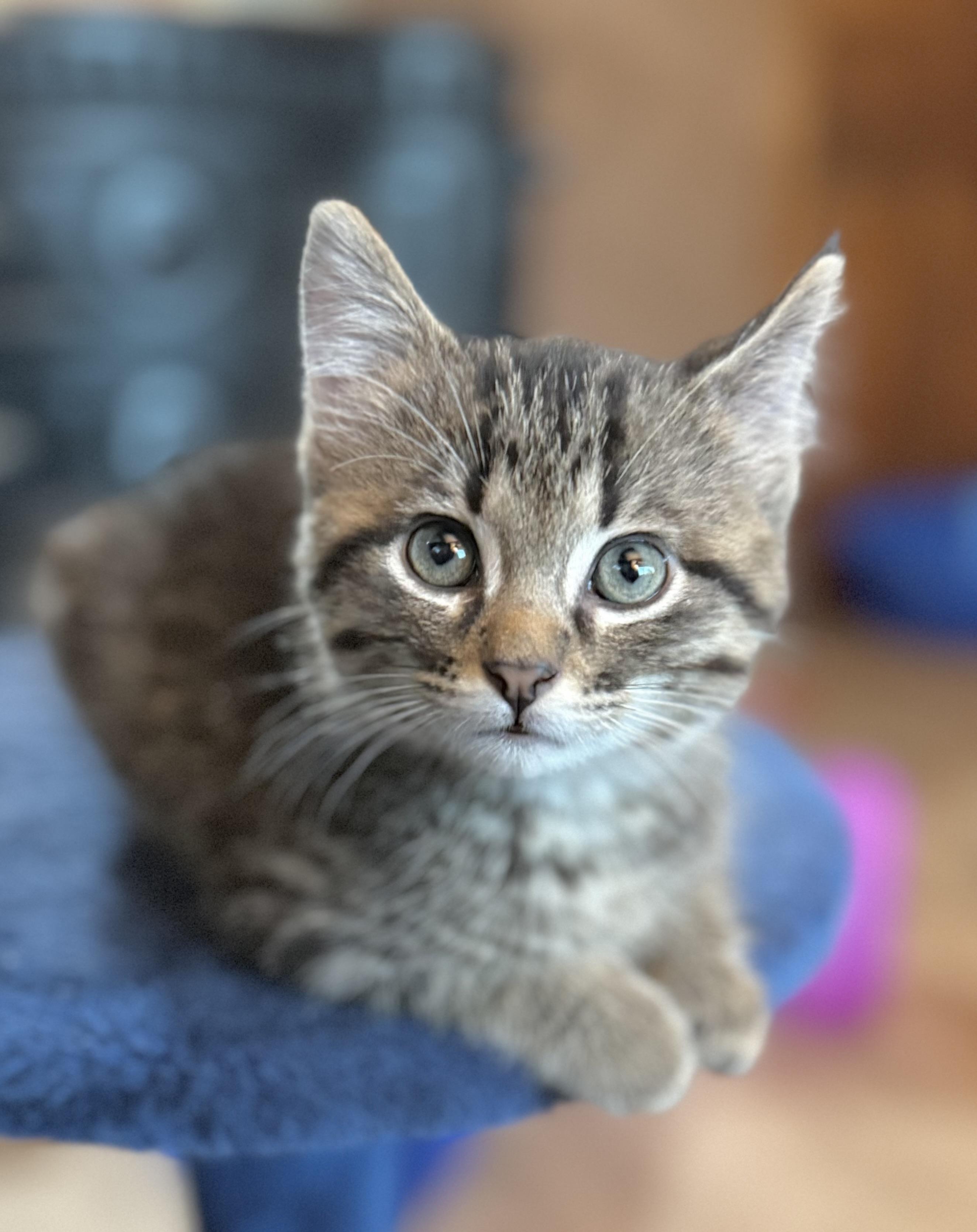 Enlarge Pascal, an adoption pending Domestic Short Hair in Minneapolis, MN image 2/5