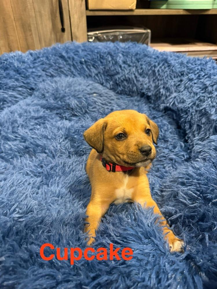 Enlarge Cupcake, a Adoptable mixed breed in Aurora, CO image 1/3