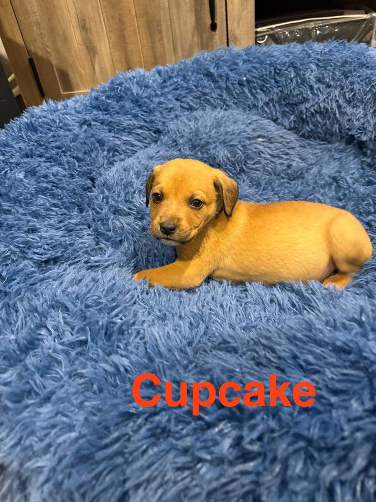 Enlarge Cupcake, a Adoptable mixed breed in Aurora, CO image 2/3
