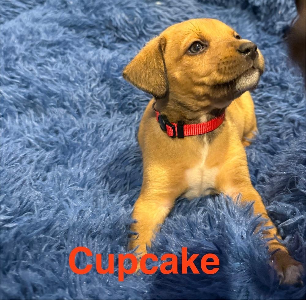 Enlarge Cupcake, a Adoptable mixed breed in Aurora, CO image 3/3