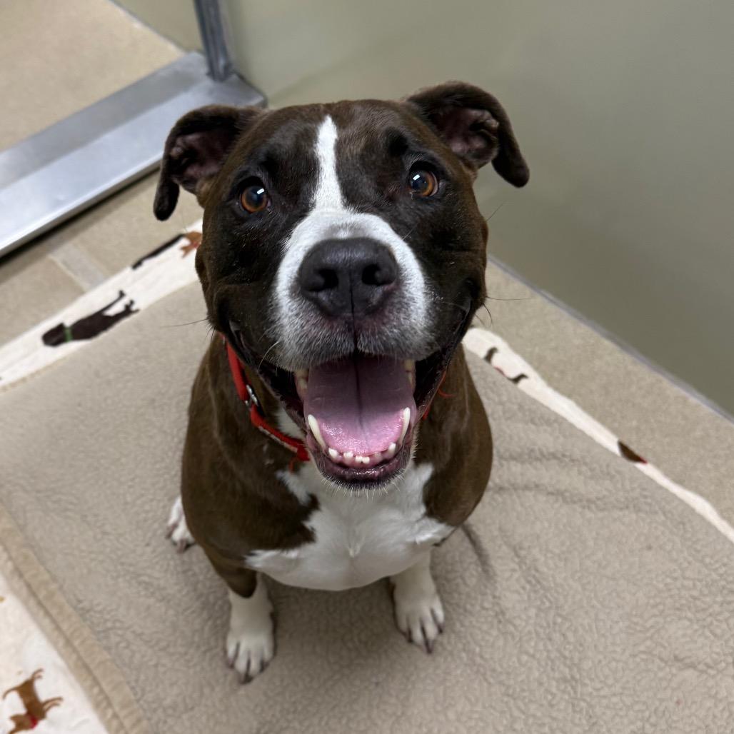 Enlarge Doug, a Adoptable mixed breed in Brookfield, WI image 1/6