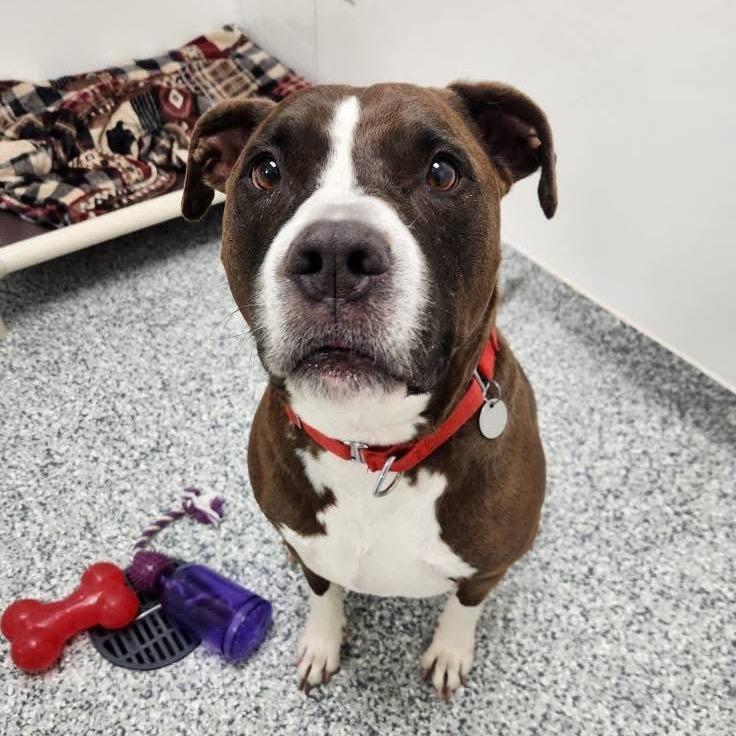 Enlarge Doug, a Adoptable mixed breed in Brookfield, WI image 2/6