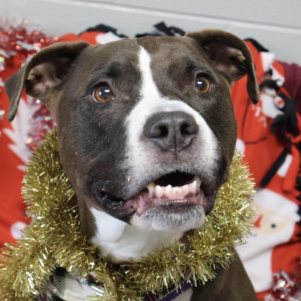 Enlarge Doug, a Adoptable mixed breed in Brookfield, WI image 3/6