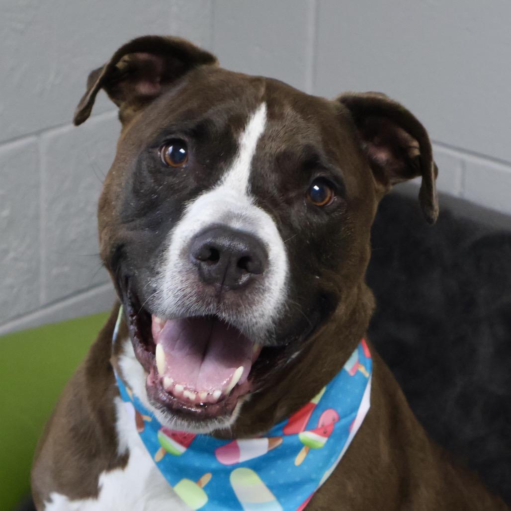 Enlarge Doug, a Adoptable mixed breed in Brookfield, WI image 4/6
