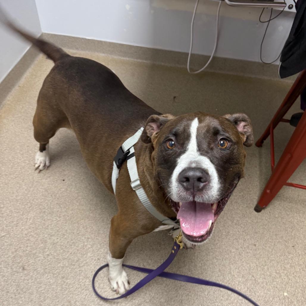 Enlarge Doug, a Adoptable mixed breed in Brookfield, WI image 5/6