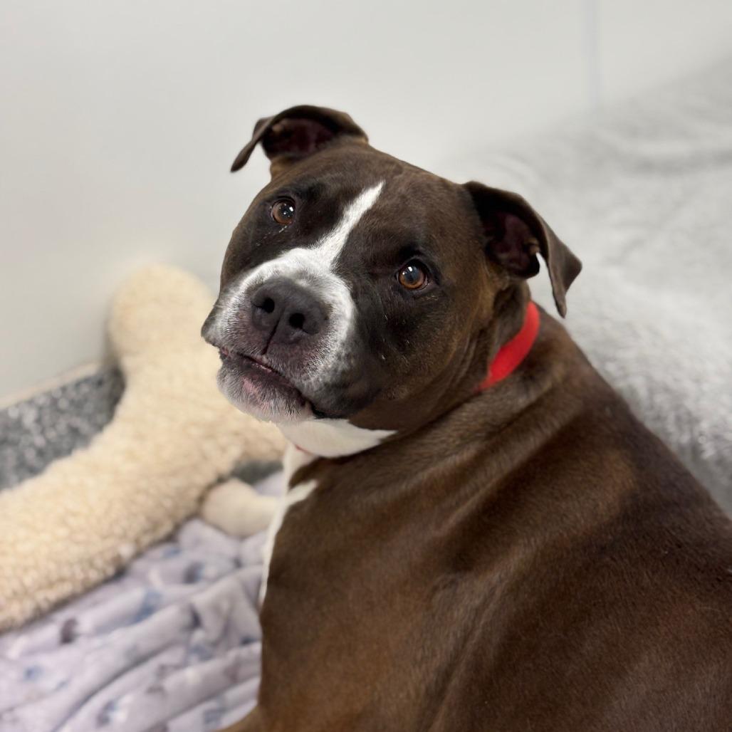 Enlarge Doug, a Adoptable mixed breed in Brookfield, WI image 6/6