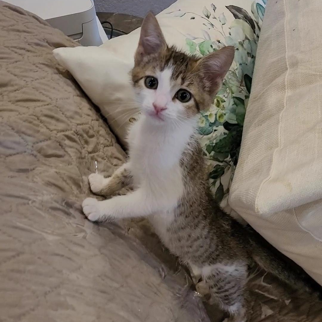 RASCAL