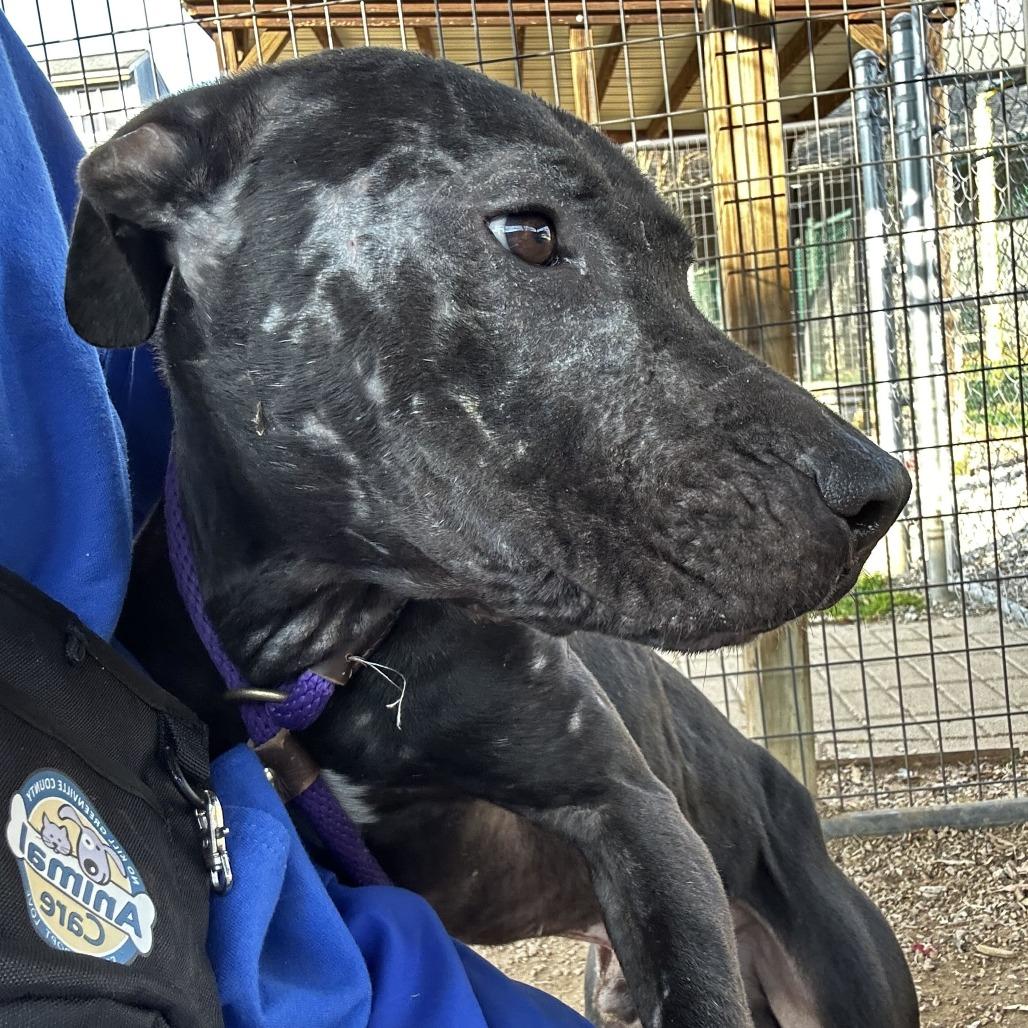 Elvis, Adoptable, Adult Male American Staffordshire Terrier.