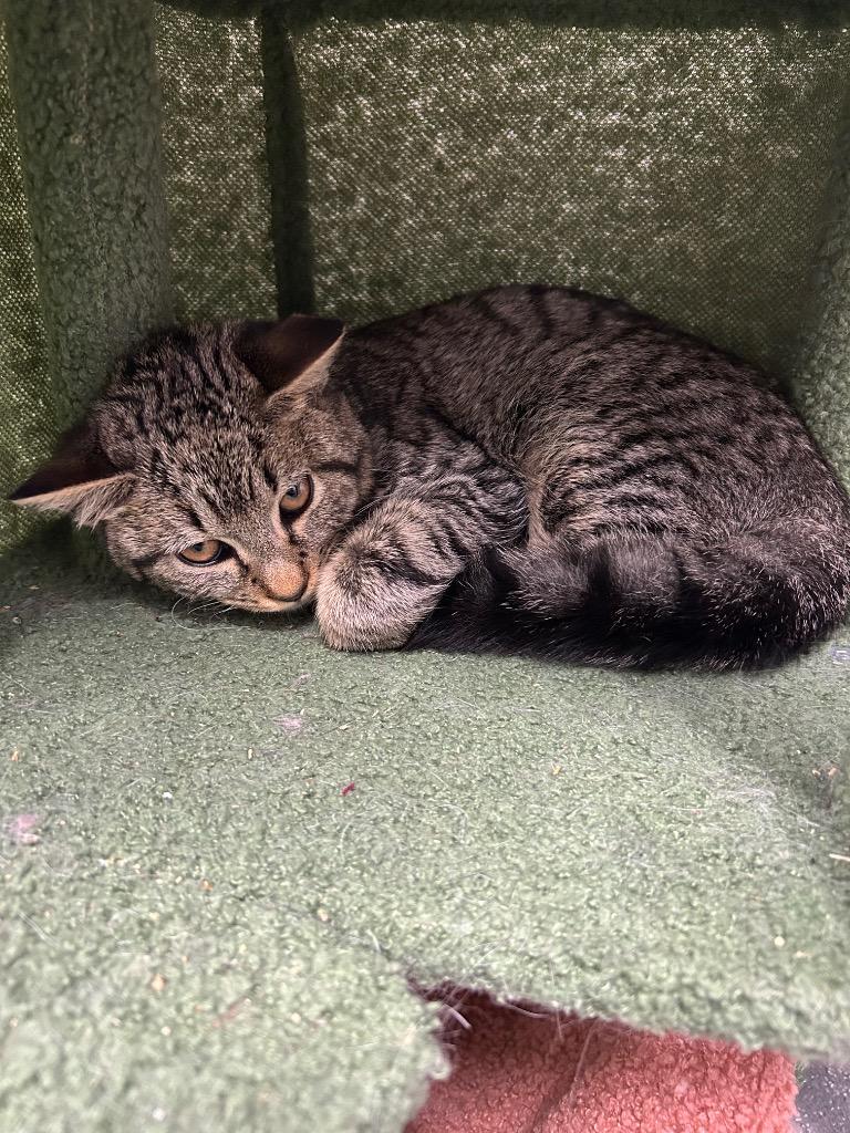 Drac — thumbnail 2