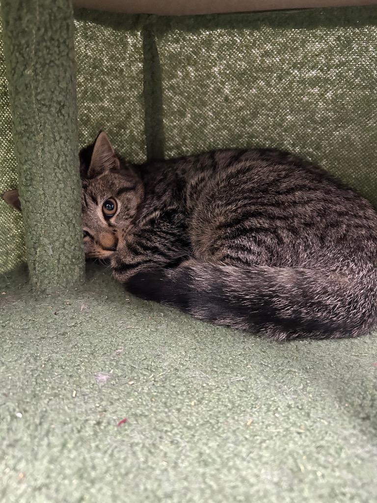 Drac — thumbnail 3