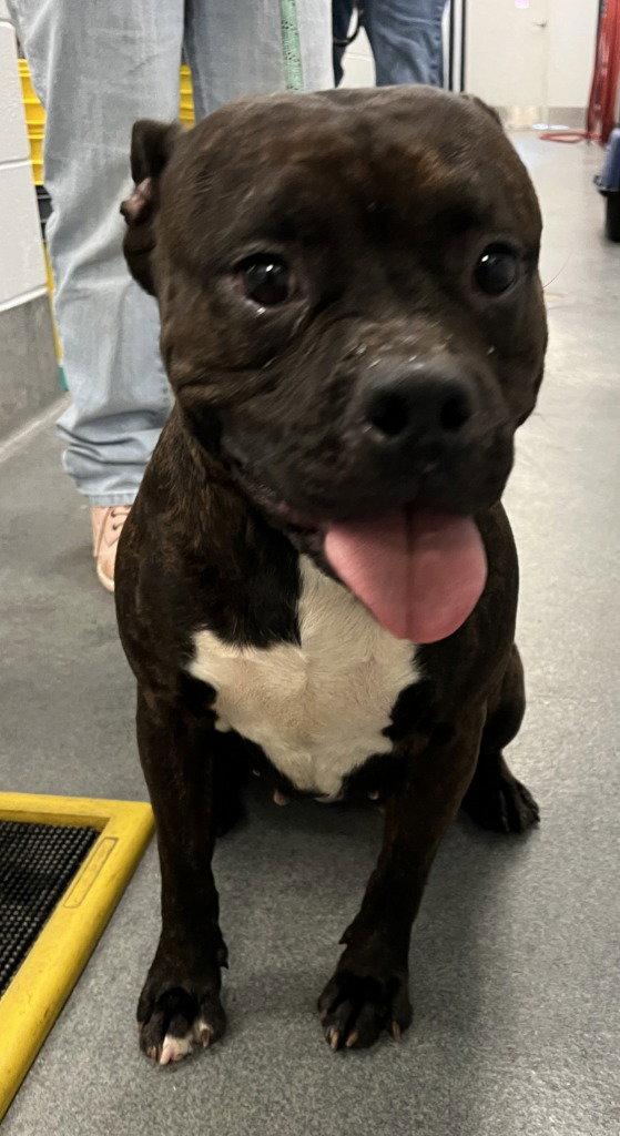 Enlarge DA 42 Midnight, a Adoptable Pit Bull Terrier in Glen Allen, VA image 1/2