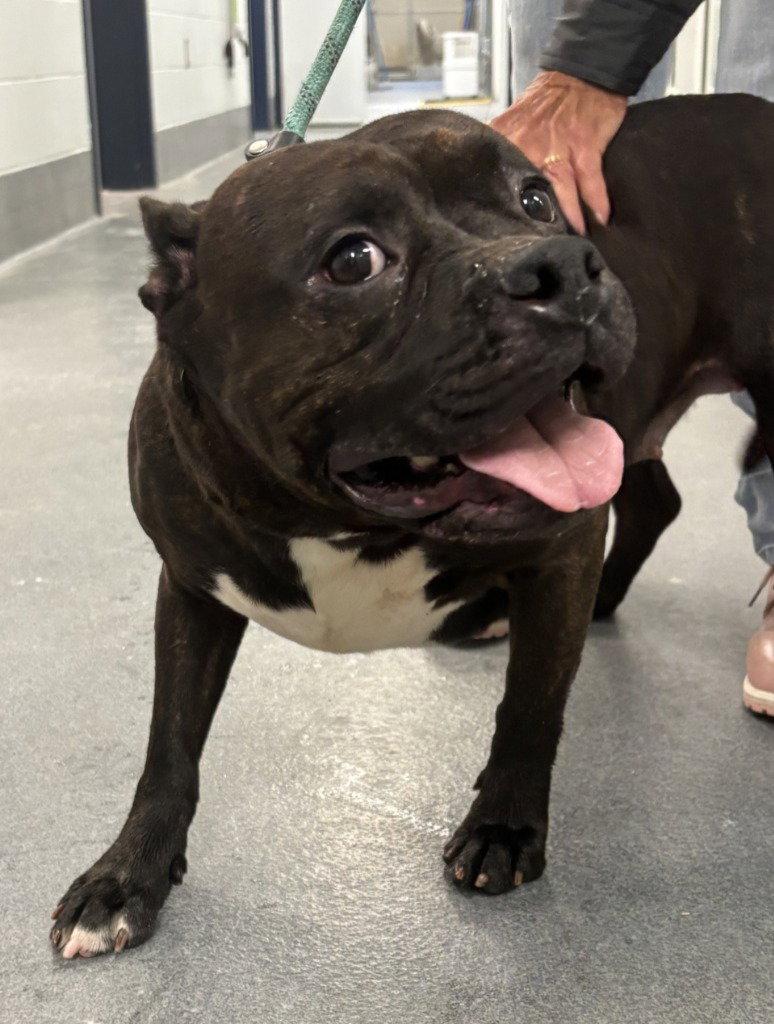 Enlarge DA 42 Midnight, a Adoptable Pit Bull Terrier in Glen Allen, VA image 2/2