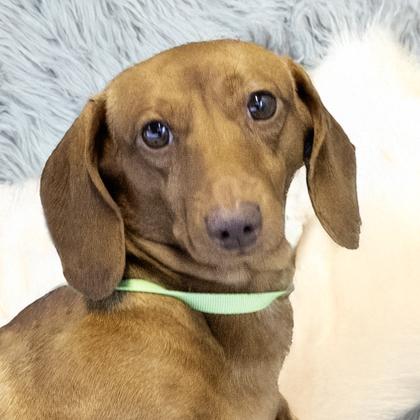 Cody, Adoptable, Adult Male Dachshund & Mixed Breed.