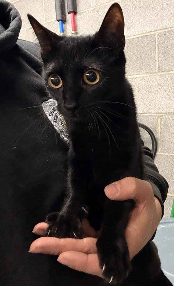 Misty, Adoptable, Young Female Domestic Short Hair.