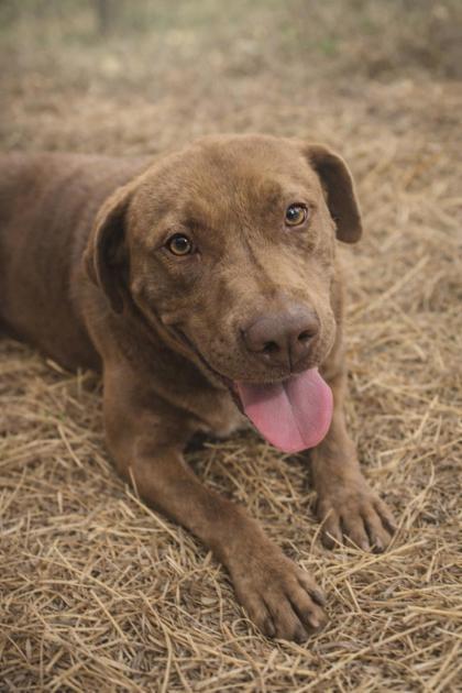 Enlarge Benny, a Adoptable mixed breed in Guntersville, AL image 1/1
